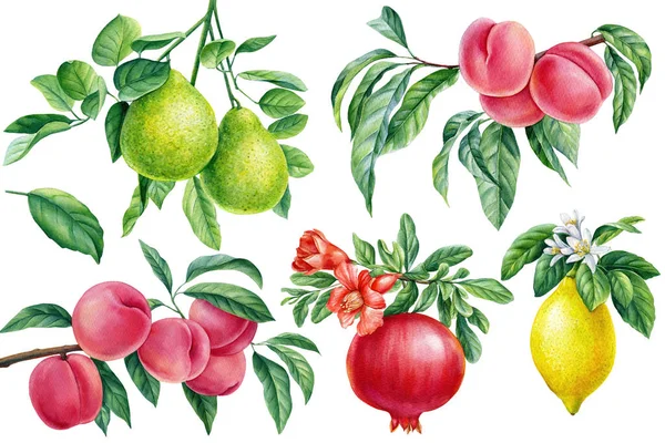 Bergamota, melocotón, granada y limón, frutas sobre fondo aislado, acuarela ilustración botánica. Rama de flores —  Fotos de Stock