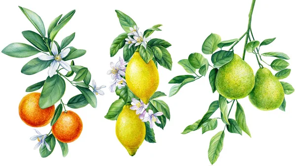 꽃으로 가지를 치라. 오렌지, 레몬, 베르가모트. 수채화 식물학적 삽화, 식물학적 설계. 고립된 배경 — 스톡 사진