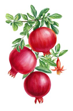 İzole edilmiş beyaz arkaplanda meyve nar dalları, suluboya botanik çizimler, bitki tasarımı