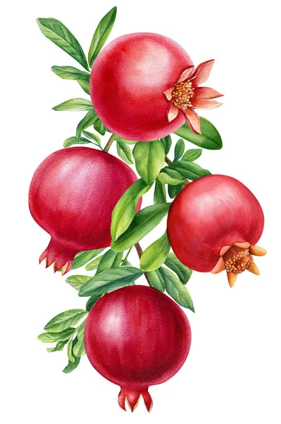 Ramo com romãs de frutas em fundo branco isolado, ilustração botânica aquarela, design de flora — Fotografia de Stock