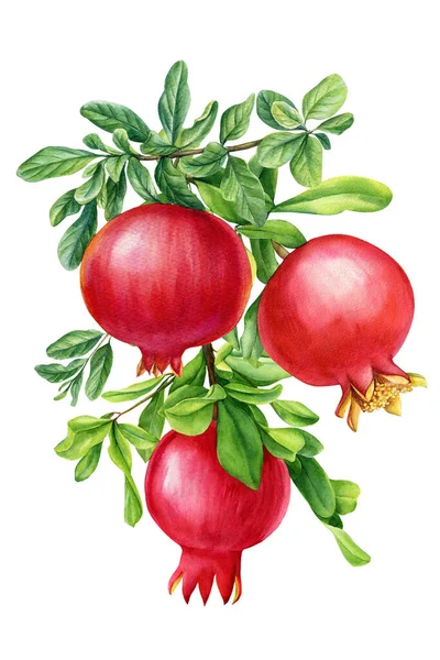 Κλάδος Ρόδι Φρούτων Απομονωμένο Λευκό Φόντο Ακουαρέλα Βοτανική Απεικόνιση Σχέδιο — Φωτογραφία Αρχείου