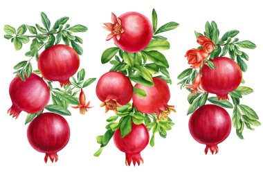 İzole edilmiş beyaz arkaplanda meyve narı, suluboya botanik illüstrasyon, bitki tasarımı