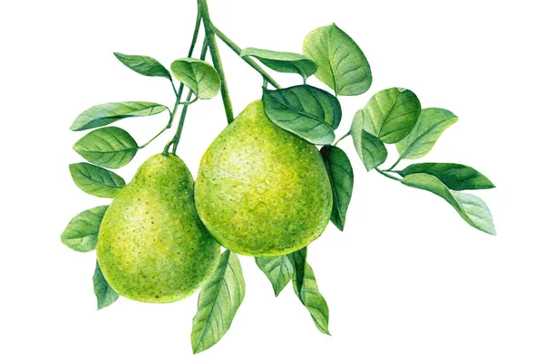 Bergamot branch, citrus fruit on isolated white background, watercolor botanical illustration — Stock Photo, Image