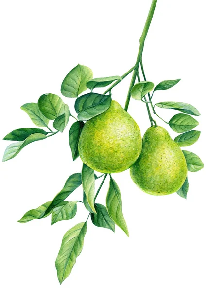 Waterkleur bergamot tak, citrusvruchten op geïsoleerde witte achtergrond, botanische illustratie — Stockfoto