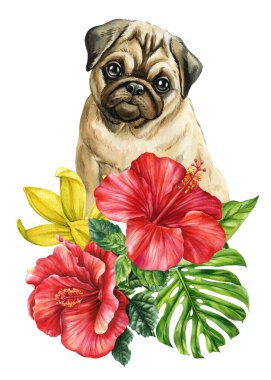 Pug Dog with Red Hibiscus and Yellow Lily Flowers Watercolor Illustration. Cute puppy tropical poster. High quality illustration