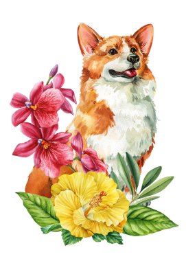Corgi Dog with Yellow Hibiscus and Orchid Flowers Watercolor Illustration isolated on white for animal design . High quality illustration