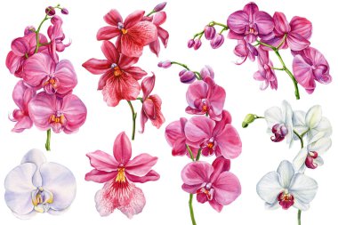 Watercolor Orchid Flowers Set. Pink and White Tropical Phalaenopsis Botanical Clipart for Wedding and Design isolated background. High quality illustration
