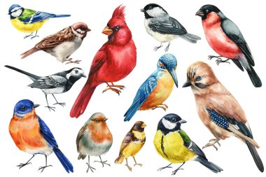Suluboya Kuşlar. Ötücü kuşlar, Kardinaller, Kingfisher, Robin ve Sparrow 'un tasarım koleksiyonu beyaz arka planda izole edilmiş orman ötücü kuşları. Yüksek kaliteli illüstrasyon