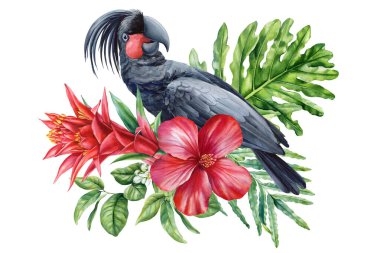 Kırmızı Tropikal Çiçekler ve Yeşil Yapraklar ile suluboya Siyah Palmiye Papağanı ve Egzotik Papağan Çizimi Orman Ormanı Kuş Sanatı. Yüksek kaliteli illüstrasyon