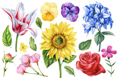 Suluboya Çiçek Koleksiyonu Ayçiçeği Lale Gül Ortanca Pansy Botanik Seti Renkli Bahçe Resimleri Beyaz Üzerine Çiçek Açtı. Yüksek kaliteli illüstrasyon