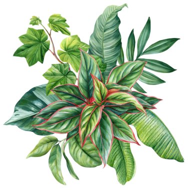 Suluboya Tropikal Yeşil Yapraklar Botanik İllüstrasyon Egzotik Bitkiler Yapraklar Dekoratif Doğa Tasarımı. Yüksek kaliteli illüstrasyon