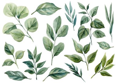 Suluboya Yeşil Yapraklar Çiçek Tasarımı İçin Botanik Ökliptüs Yaprakları Koleksiyonu Doğal El Boyalı Bitki Çizimi. Yüksek kaliteli illüstrasyon