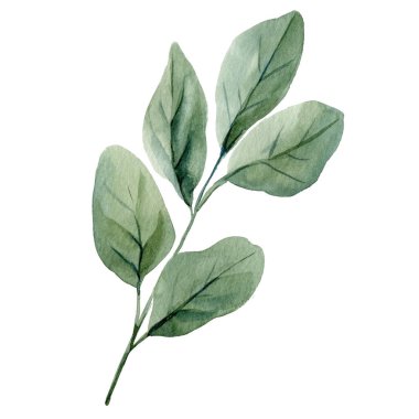 Suluboya Yeşil Yaprak Botanik İllüstrasyon Doğal El Boyalı Yaprak Çevre Dekorasyonu için Asgari Zarif Bitki Tasarımı. Yüksek kaliteli illüstrasyon