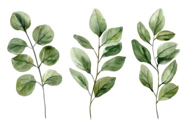 Yumuşak Yapraklı Suluboya Yeşil Dallar Botanik İllüstrasyon Seti, Çiçek Tasarım ve Dekor İçin Zarif Doğal Yapraklar Clipart. Yüksek kaliteli illüstrasyon