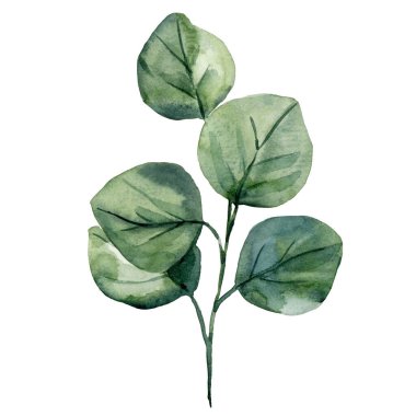 Round Green Leaves ile suluboya okaliptüs şubesi botanik illüstrasyonu, El Boyalı Doğal Yapraklar Tasarım ve Dekorasyon Elemanı. Yüksek kaliteli illüstrasyon