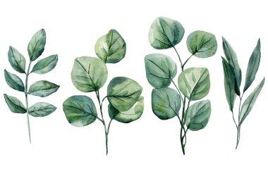 Okaliptüs ve Yaprak Dalları ile suluboya bitki yetiştirme kompozisyonu, Çiçek Tasarımı için El Boyalı Doğal Yapraklar Çizimi. Yüksek kaliteli illüstrasyon