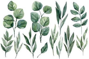 Suluboya Yaprak Koleksiyonu Okaliptüs ve Yeşillik Seti, Dekorasyon İçin Doğal El Boyalı Clipart. Yüksek kaliteli illüstrasyon