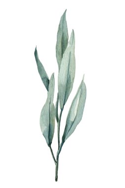 Suluboya Yeşil Yaprak Botanik İllüstrasyonu, El Boyalı Doğal Ökaliptüs Kökü Tasarım ve Çiçek Dekorasyonu. Yüksek kaliteli illüstrasyon