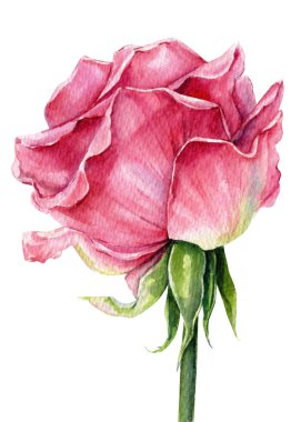 Suluboya pembe gül çiçeği gerçekçi botanik çiçek çiçekleri çiçek çiçekleri düğün tasarımı için doğal romantik bitkiler. Yüksek kaliteli illüstrasyon