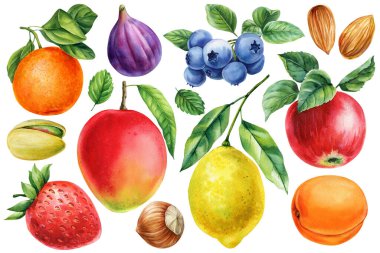 Fruits and nuts set with mango lemon apple berries fig orange apricot and assorted nuts. Watercolor botanical food design. High quality illustration