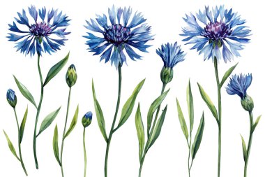 Watercolor blue cornflowers with green stems and leaves delicate wild meadow flowers illustration for botanical spring design. High quality illustration