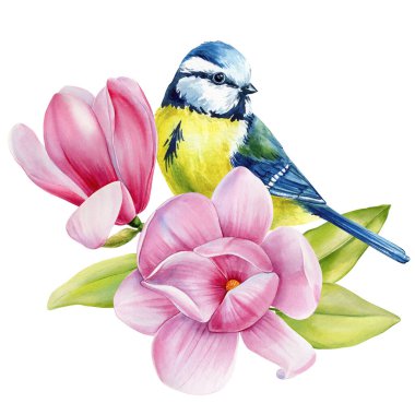 Watercolor blue yellow bird with pink magnolia blossoms and green leaves elegant spring botanical floral illustration for design. High quality illustration
