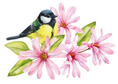 Titmouse bird. Watercolor songbird pink magnolia blossoms fresh green leaves elegant spring botanical illustration for floral design. High quality illustration