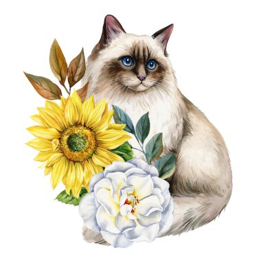 Ayçiçeği ve beyaz gül ile beyaz tüylü kedi, dekoratif tasarım için suluboya kedi çizimi. Yüksek kaliteli illüstrasyon