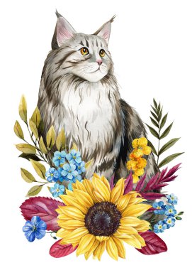 Suluboya Maine Rakun Kedisi, Ayçiçeği ve Mavi Yaban Çiçeği Botanik Çizimi. Yüksek kaliteli illüstrasyon