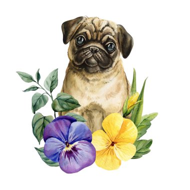 Bahar dekoru için suluboya botanik resimli mor ve sarı nonoş çiçekli pug yavrusu. Yüksek kaliteli illüstrasyon