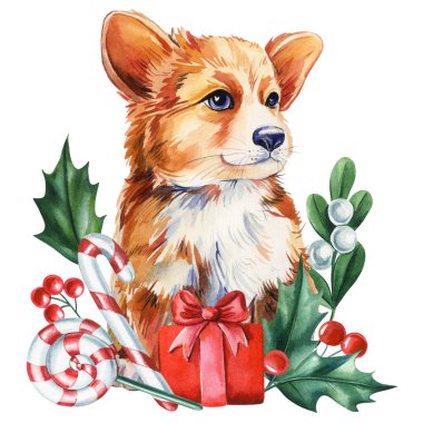 Kutsal böğürtlenli Corgi köpek yavrusu ve hediye paketi suluboya kış çizimi kart, poster, tasarım için izole edilmiş. Yüksek kaliteli illüstrasyon