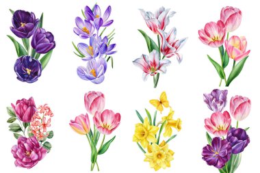 Bahar çiçekleri. Lale krokusu ve nergis çiçekleri zarif çiçek dekoru için parlak suluboya botanik çizimler. Yüksek kaliteli illüstrasyon