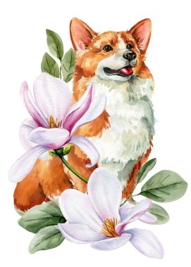 Pembe manolya çiçekleriyle Corgi köpeği bahar çocuk odası sanatı için suluboya hayvan portresi. Yüksek kaliteli illüstrasyon