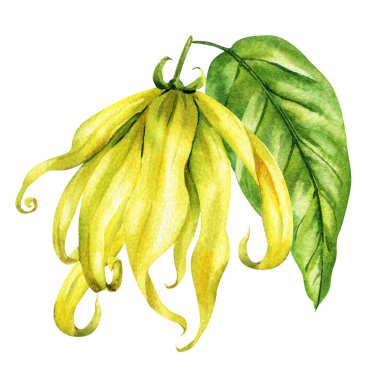 Ylang ylang çiçeği suluboya sarkık sarı çiçek ve beyaz arka planda yeşil yaprak var. Yüksek kaliteli illüstrasyon