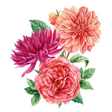 Karışık yıldız çiçeği suluboya buketi mercan mavisi ve pembe çiçekler ve beyaz arka planda izole edilmiş yeşil yapraklar. Yüksek kaliteli illüstrasyon