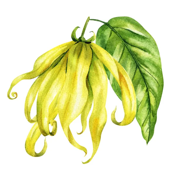 Ylang ylang çiçeği suluboya sarkık sarı çiçek ve beyaz arka planda yeşil yaprak var. Yüksek kaliteli illüstrasyon