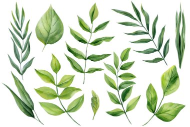 Okaliptüs stili dalları olan yeşil yapraklar ve düğün tasarımı için beyaza izole edilmiş taze botanik dalları. Yüksek kaliteli illüstrasyon