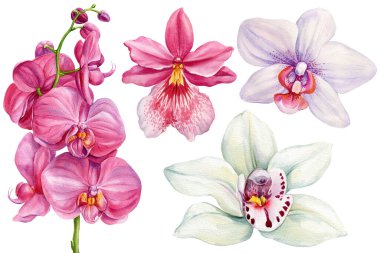 Pembe falaenopsis çiçekli suluboya orkideler ve düğün davetiyeleri için beyaz orkide çiçekleri. Yüksek kaliteli illüstrasyon