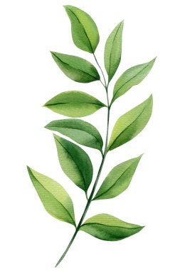 Yeşil yapraklı suluboya bitki örtüsü yaprakları doğal düğün kırtasiyesi için beyaz arka planda izole edilmiş. Yüksek kaliteli illüstrasyon