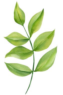 Botanik düğün davetiyeleri ve ekolojik dekor için beyaz üzerine yumuşak oval yapraklı yeşil yapraklı suluboya filizi. Yüksek kaliteli illüstrasyon