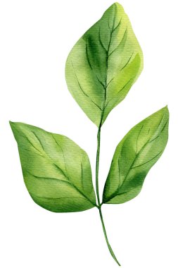 Doğal cilt markası logosu ve ambalaj tasarımı için beyaz üzerine izole edilmiş üç geniş yapraklı yeşil yapraklı suluboya filizi. Yüksek kaliteli illüstrasyon