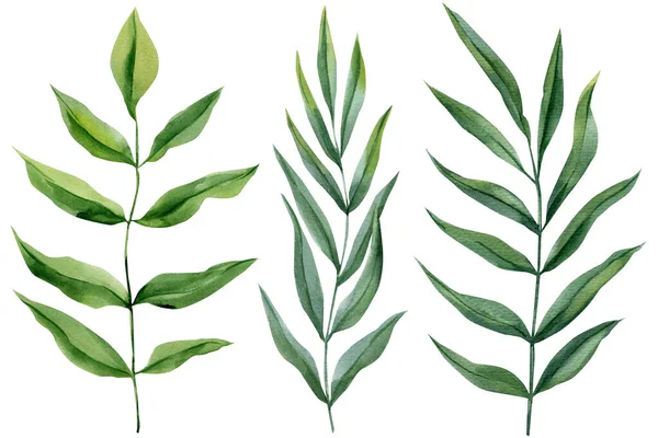 Yeşil yapraklı dallar, düğün kırtasiyesi ve dekorasyonu için beyaz yapraklı suluboya okaliptüs tarzı filizler hazırlıyor. Yüksek kaliteli illüstrasyon