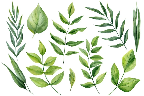 Okaliptüs stili dalları olan yeşil yapraklar ve düğün tasarımı için beyaza izole edilmiş taze botanik dalları. Yüksek kaliteli illüstrasyon