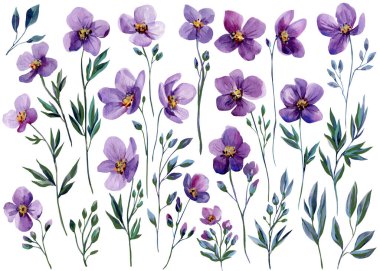 Mor suluboya çiçekler, mor kır çiçekleri tomurcuklar açar ve yapraklı dallar, bahar düğünü için beyaza izole edilir. Yüksek kaliteli illüstrasyon