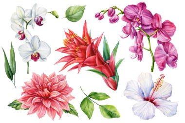 Orkidelerle suluboya tropikal çiçekler sergilenir. Yıldız çiçeği kırmızısı kızıl ve beyaza izole edilmiş yeşil yapraklar. Yüksek kaliteli illüstrasyon