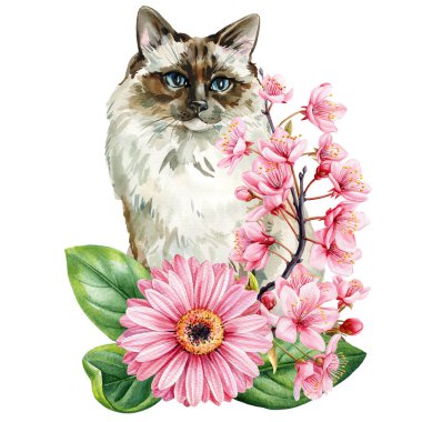 Mavi gözlü kedi portresi pembe kiraz çiçekleri ve Gerbera papatya suluboya çiçekli klitoris beyaza izole edilmiş. Yüksek kaliteli illüstrasyon
