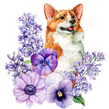 Leylak ve nonoş çiçekli Corgi köpek portresi suluboya bahar çiçekli beyaz üzerine izole edilmiş hayvan resmi. Yüksek kaliteli illüstrasyon