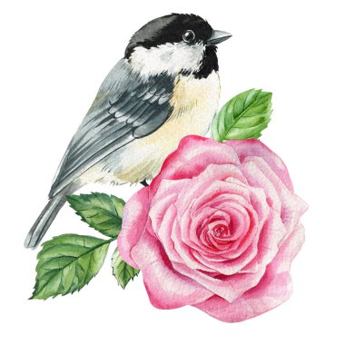 Yavru kuş pembe gül suluboya çizimi romantik bahar düğün kartları ve çocuk odası dekoru için beyaza izole edilmiş. Yüksek kaliteli illüstrasyon