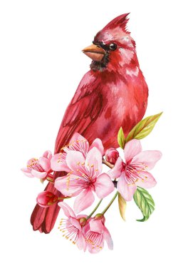 Pembe kiraz çiçekleriyle suluboya kırmızı kardinal, beyaz arka planda yalıtılmış bahar kuşu çizimi. Yüksek kaliteli illüstrasyon