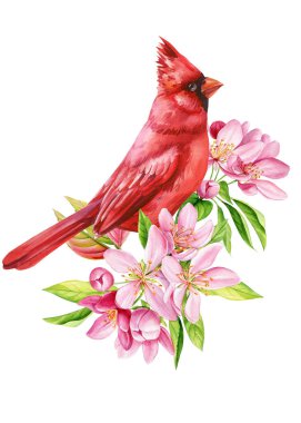 Elma çiçekli kırmızı kardinal kuşu suluboya bahar çiçekleri beyaz arka planda izole edilmiş. Yüksek kaliteli illüstrasyon